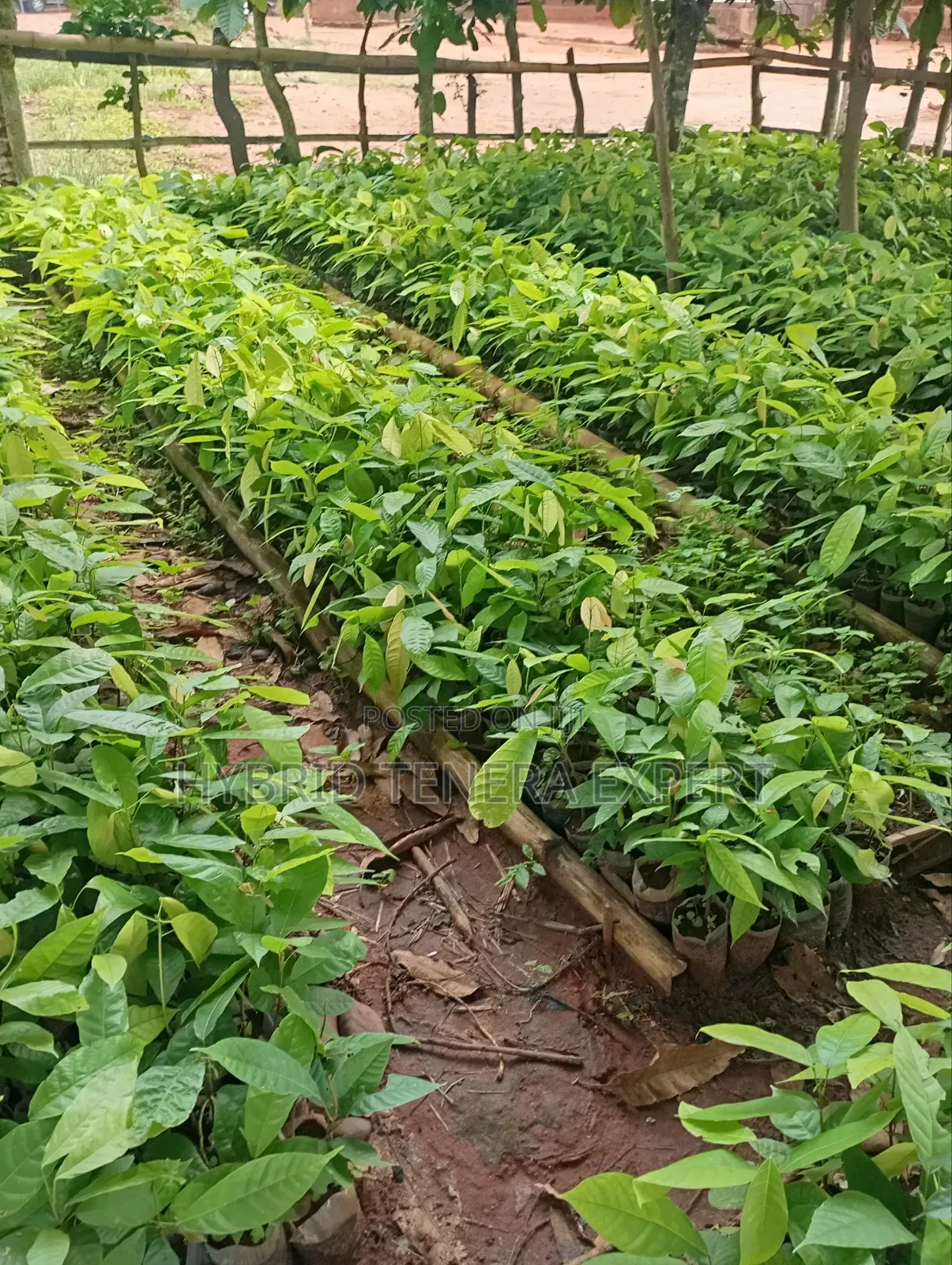 Cocoa Seedlings