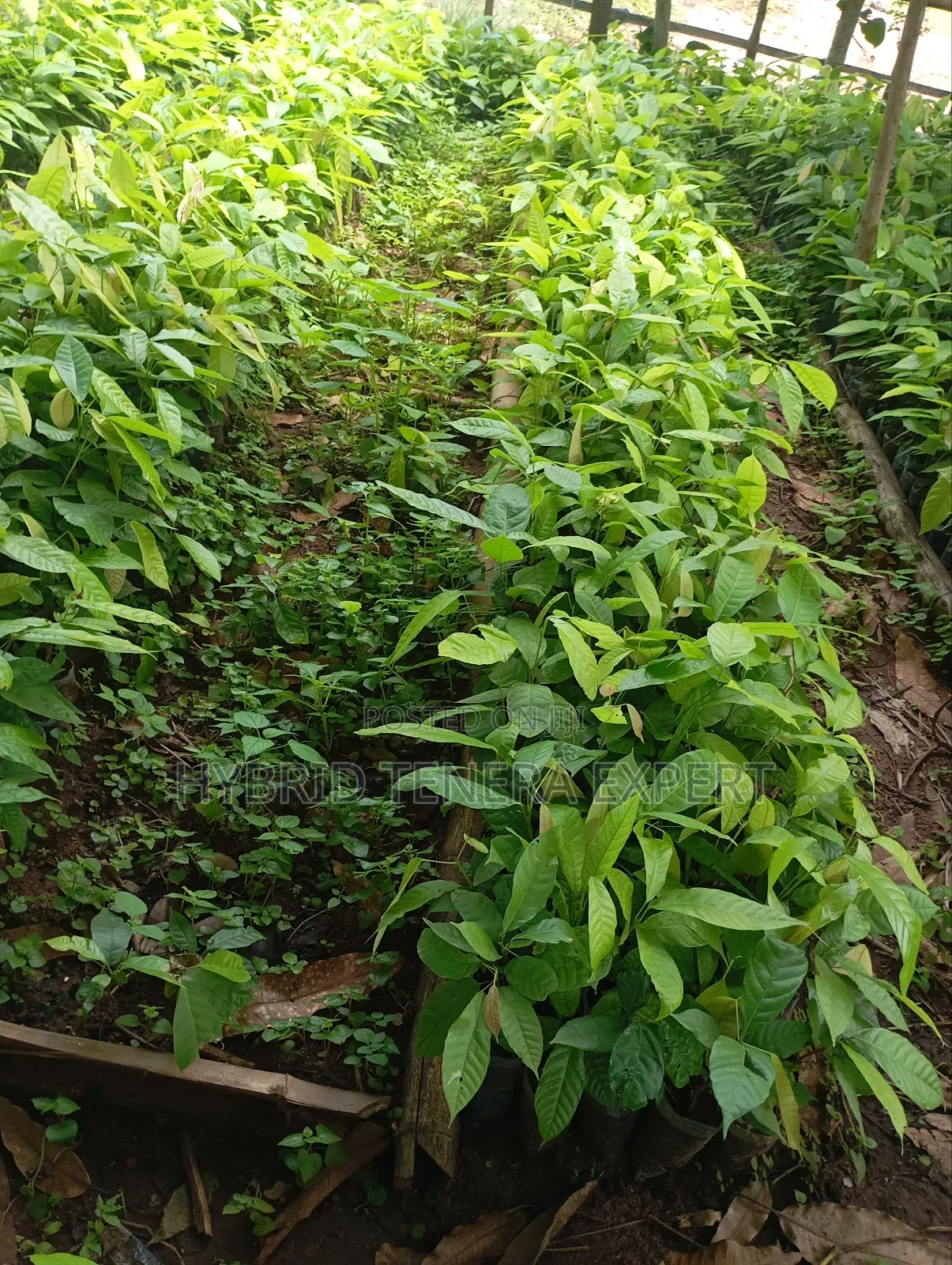 Cocoa Seedlings