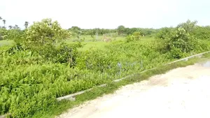 Prime 2 Acres Land in Iwerekun