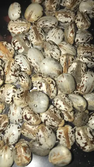 Brazilian White Castor Seed