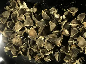 Moringa Seeds