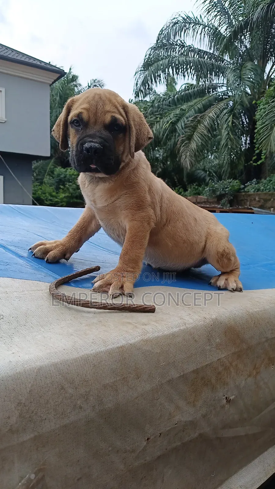 1-3 months Female Purebred Bullmastiff