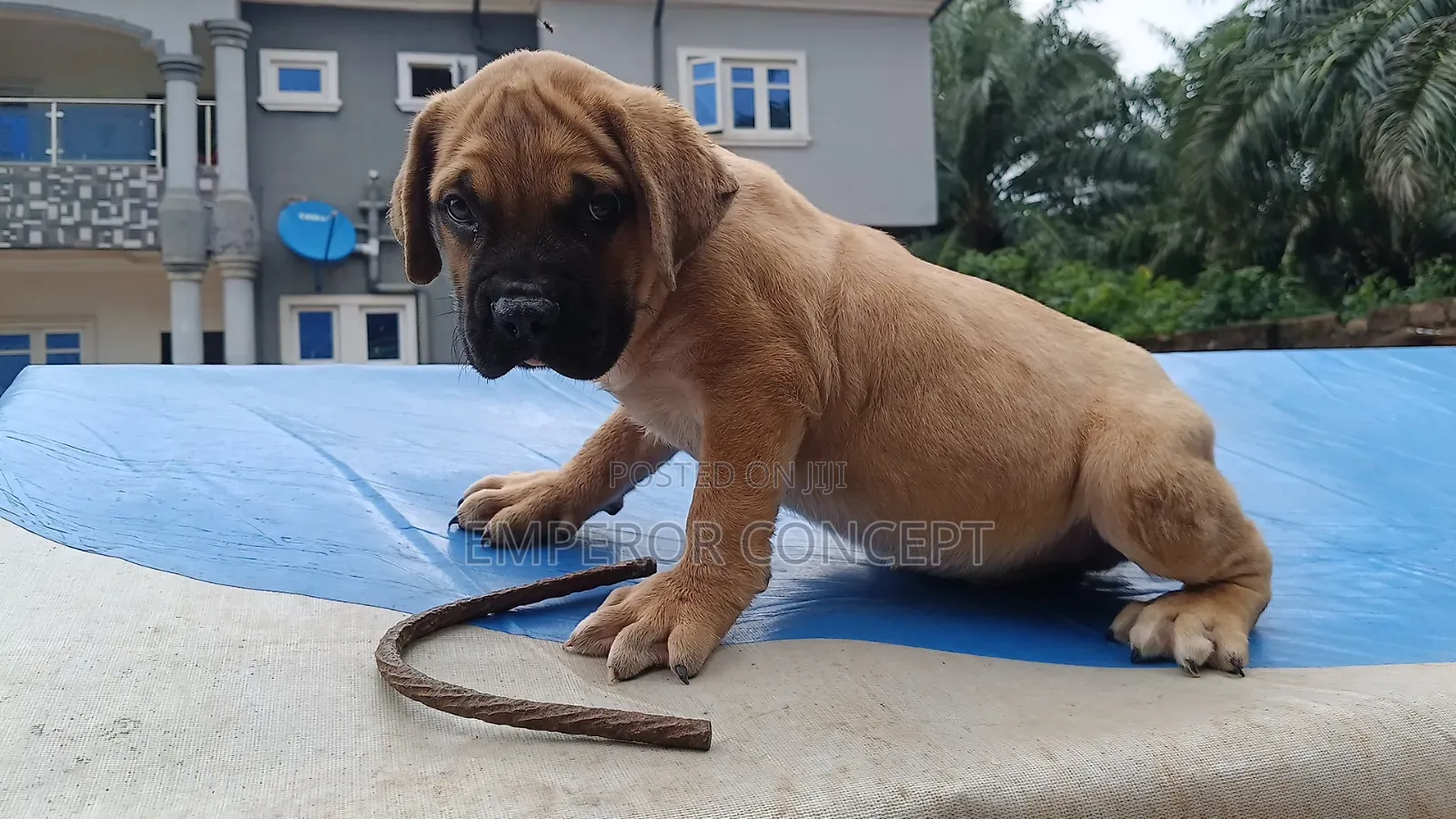 1-3 months Female Purebred Bullmastiff