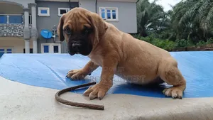 1-3 months Female Purebred Bullmastiff