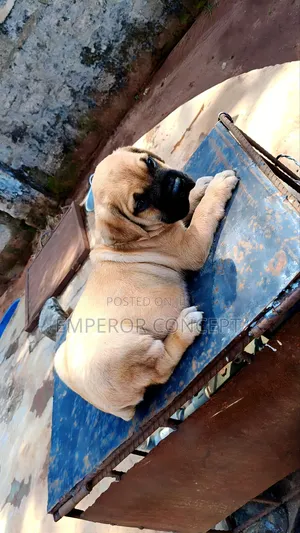 1-3 months Female Purebred Bullmastiff