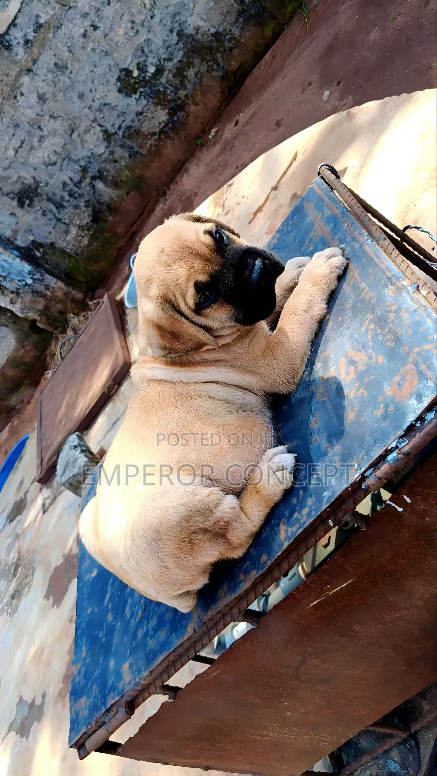 1-3 months Female Purebred Bullmastiff