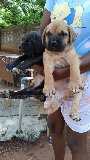 1-3 months Female Purebred Bullmastiff