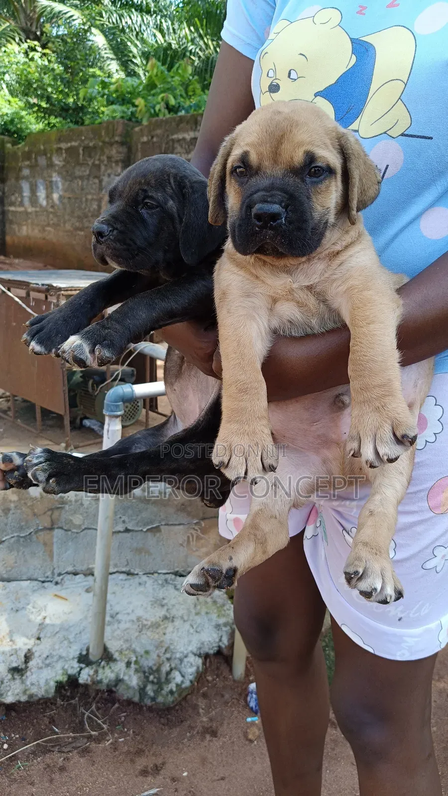 1-3 months Female Purebred Bullmastiff
