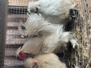Chinese Chickens