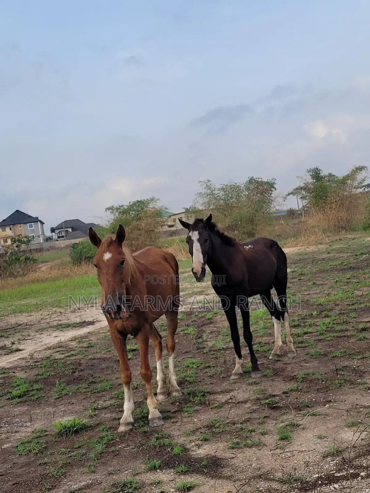 Horses for Sale