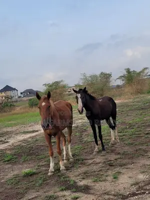 Horses for Sale