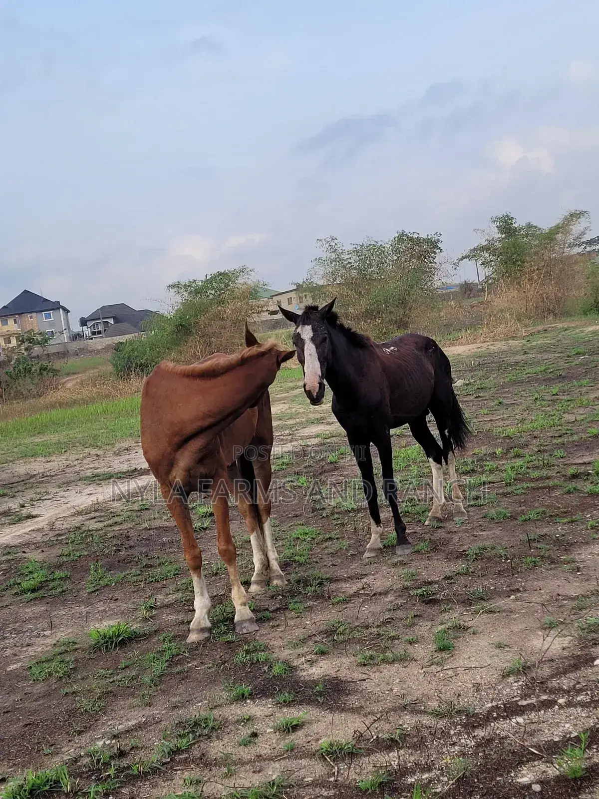 Horses for Sale