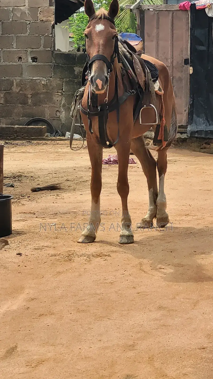 Horses for Sale