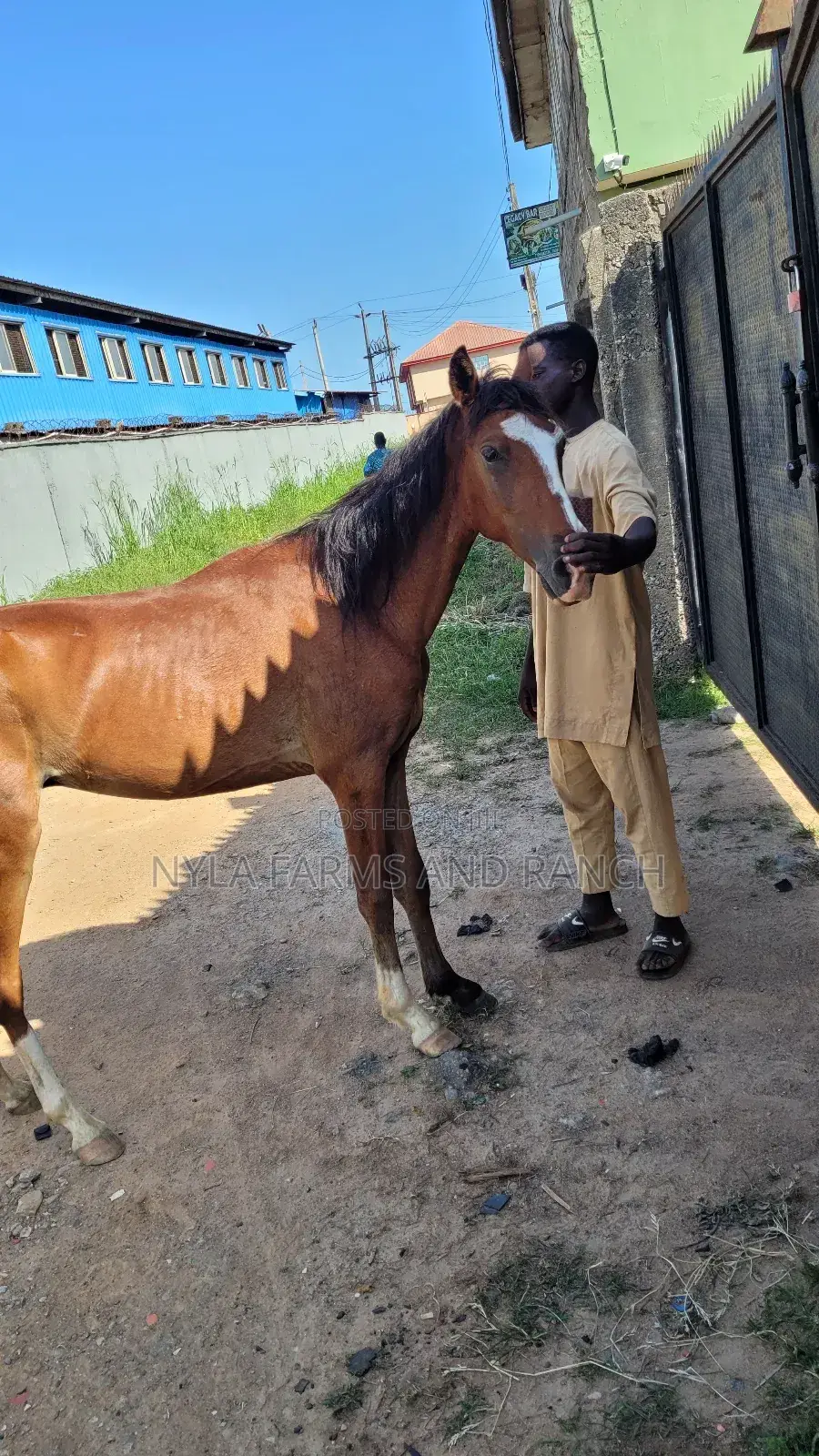 Horses for Sale