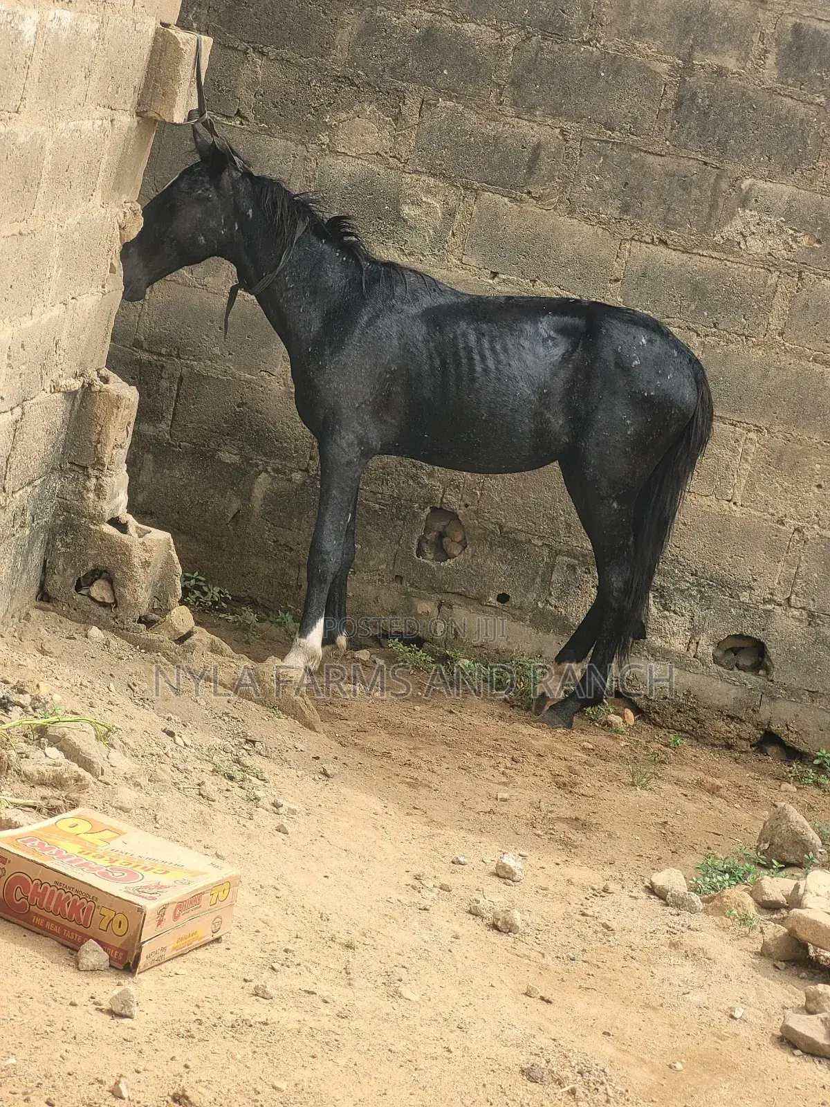 Horses for Sale