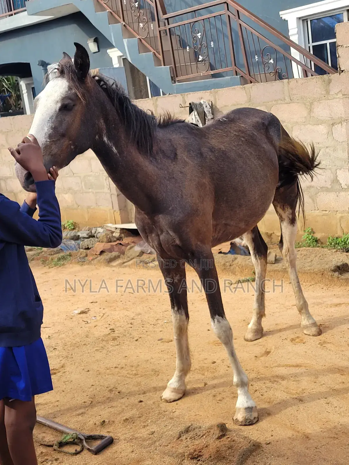 Horses for Sale