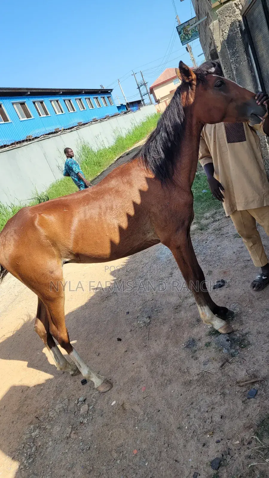 Horses for Sale