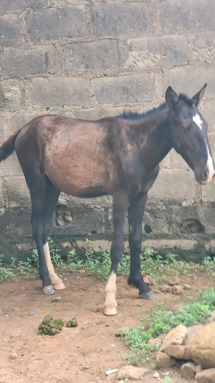 Horses for Sale