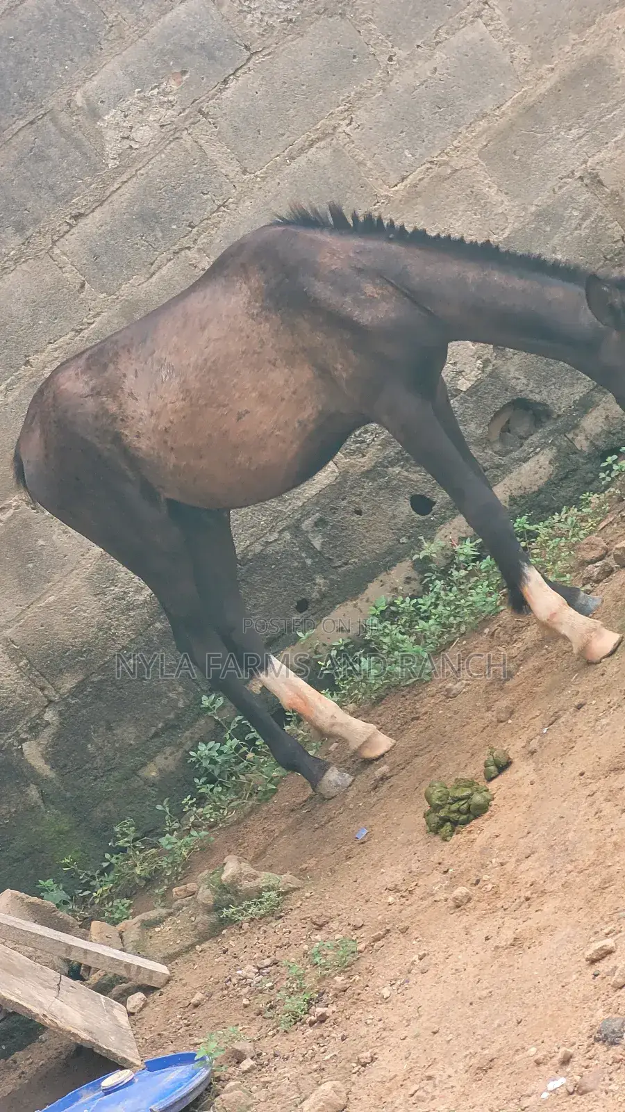 Horses for Sale