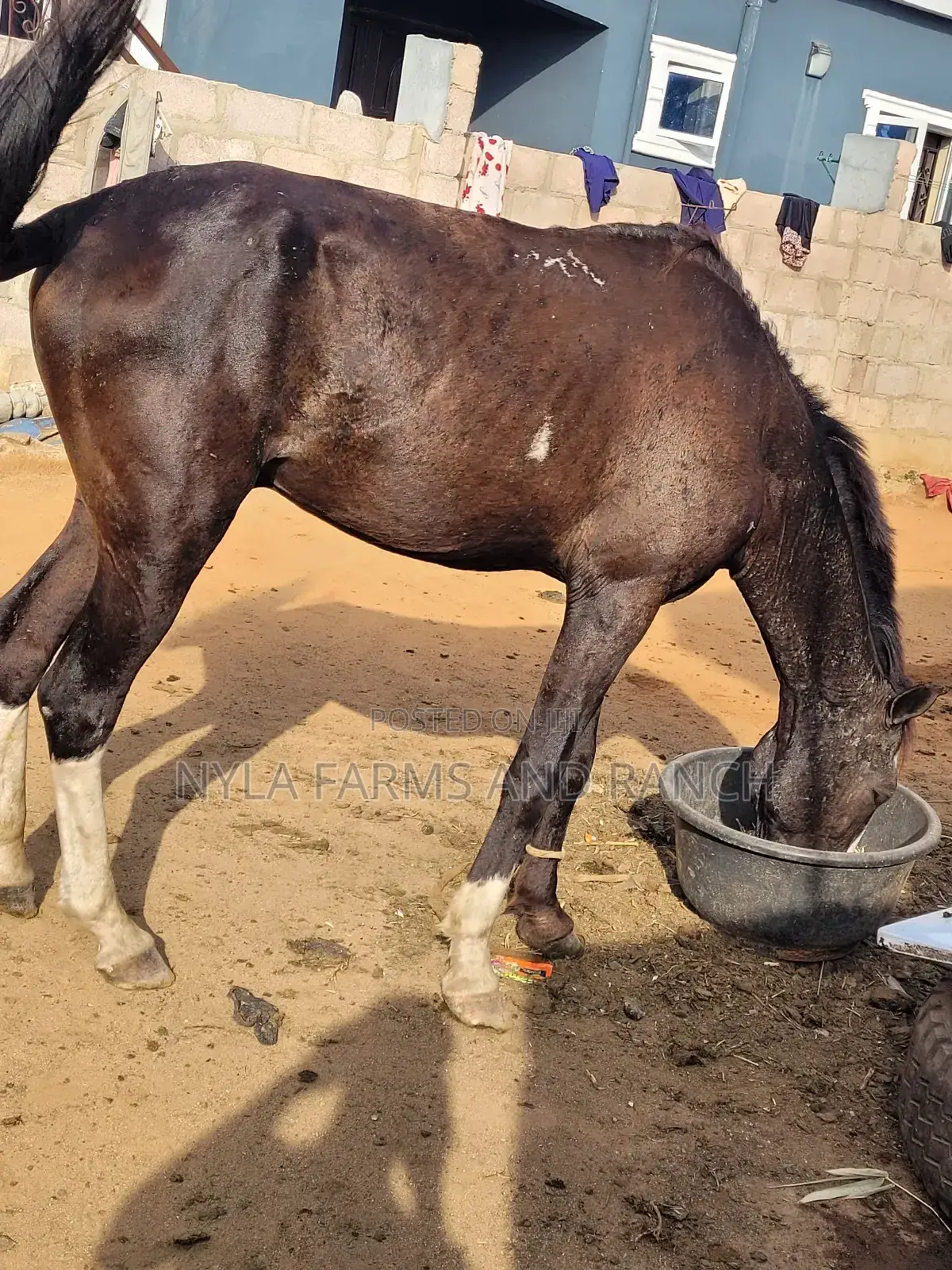 Horses for Sale
