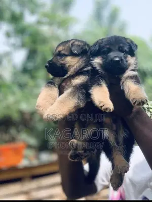 0-1 month Female Purebred German Shepherd
