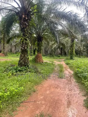 Acres of Palm Trees Land at Ijebu East,Off Benin / Ore Road