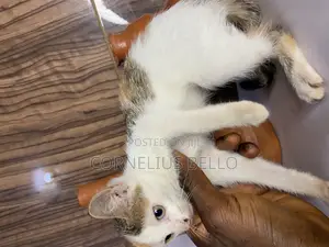 1-3 months Female Purebred American Shorthair