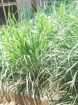 Lemon Grass