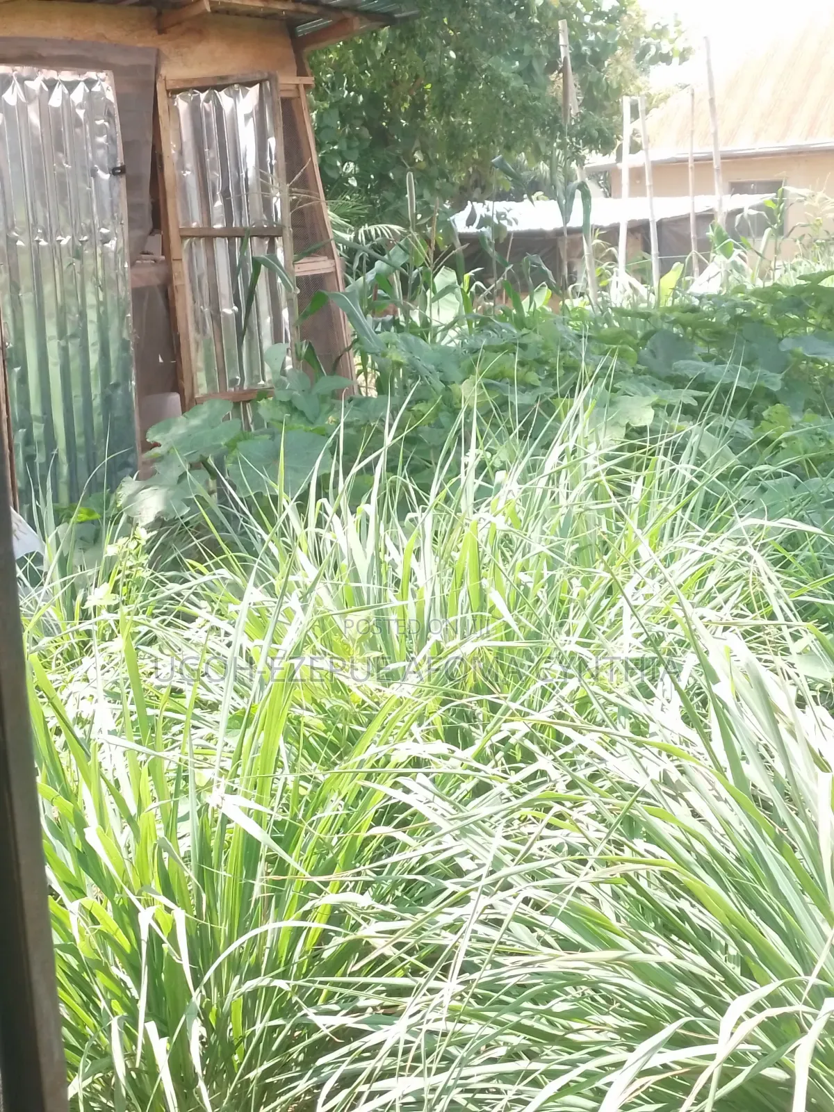 Lemon Grass