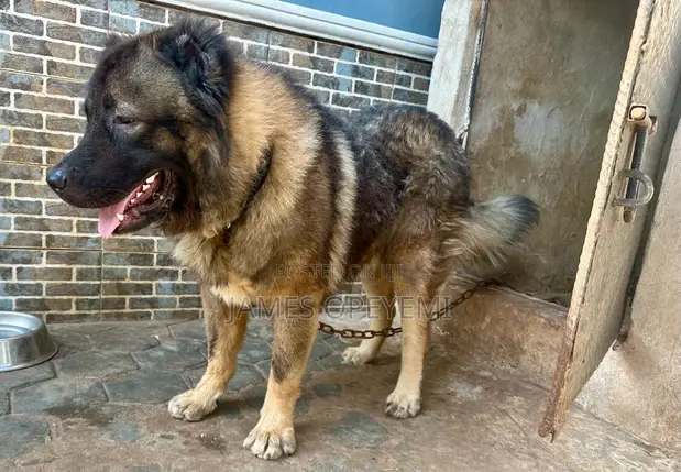 1+ year Male Purebred Caucasian Shepherd in Lagos State Dogs