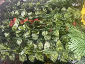 Beautiful Creeping Plants