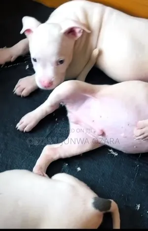 Photo - 1-3 months Male Purebred American Pit Bull Terrier
