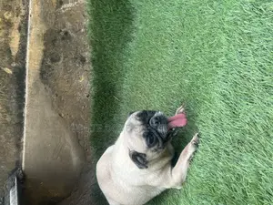 1+ year Female Purebred Pug