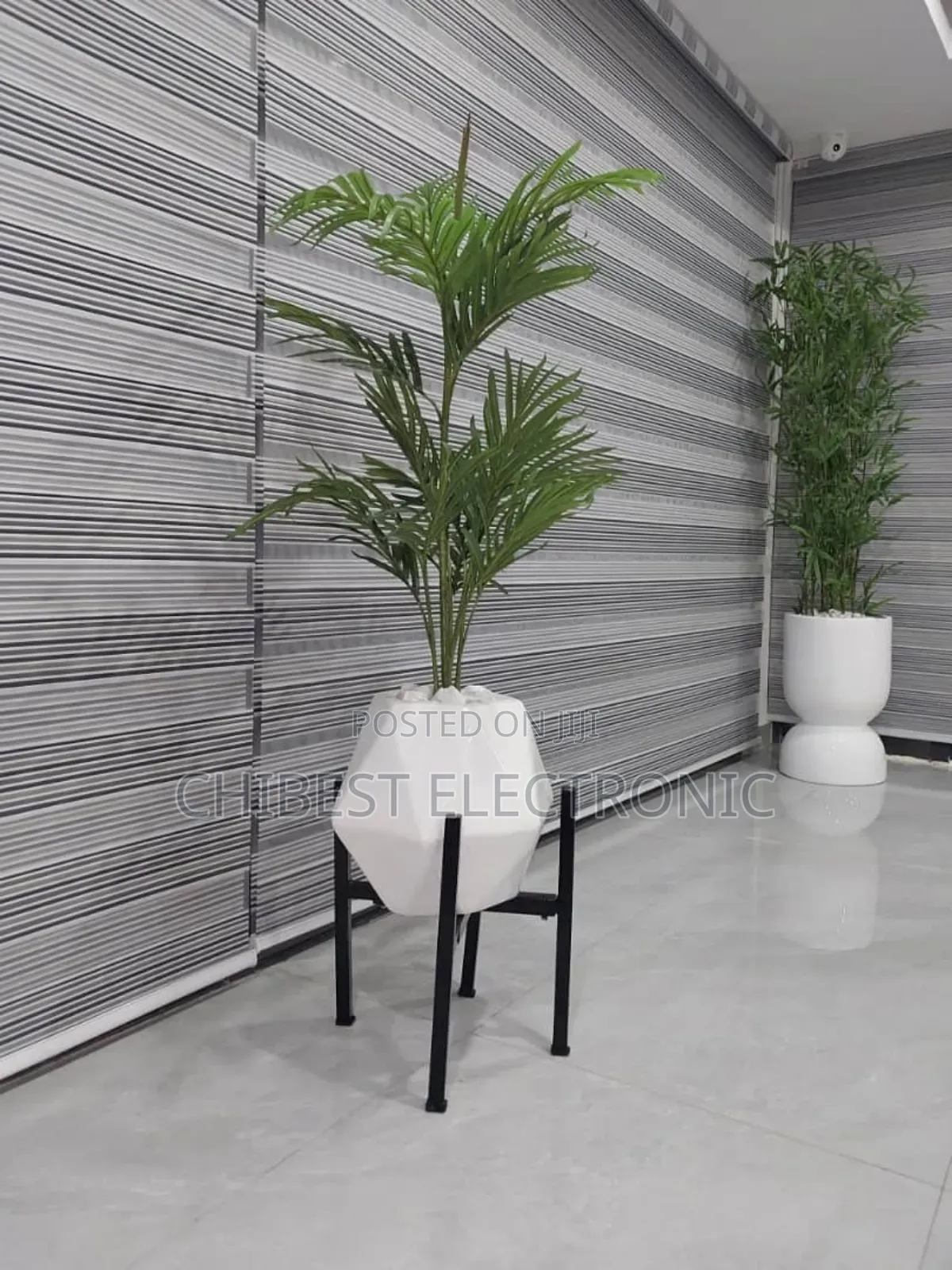 Acreca Palm Available