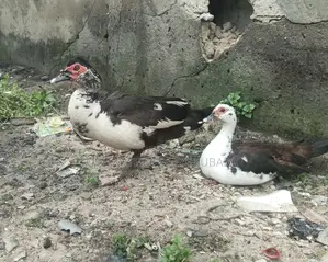 Ducks, Guinea Fowl, Native Chicken and Their Eggs