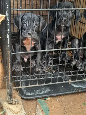 1-3 months Male Purebred Cane Corso