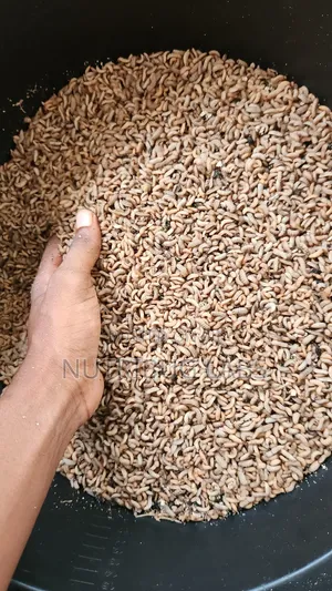 Live/Dried BSF Larvae for Sale