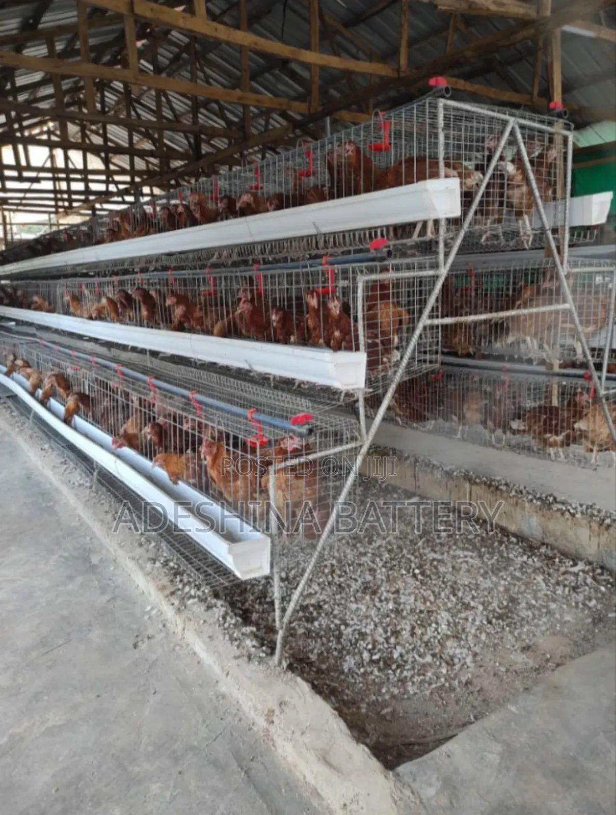 Battery Cages