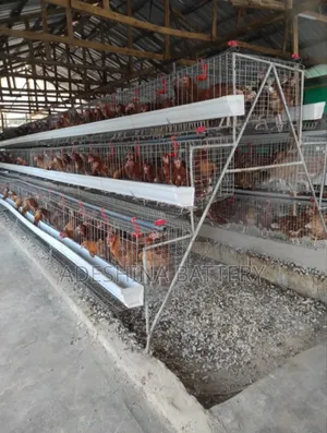 Battery Cages