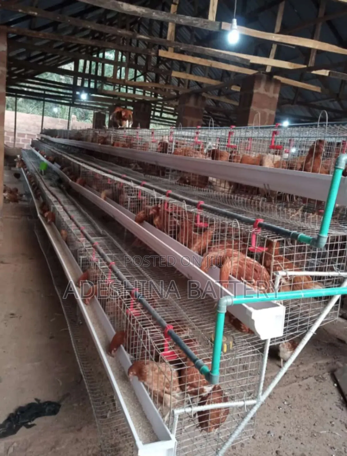 Battery Cages