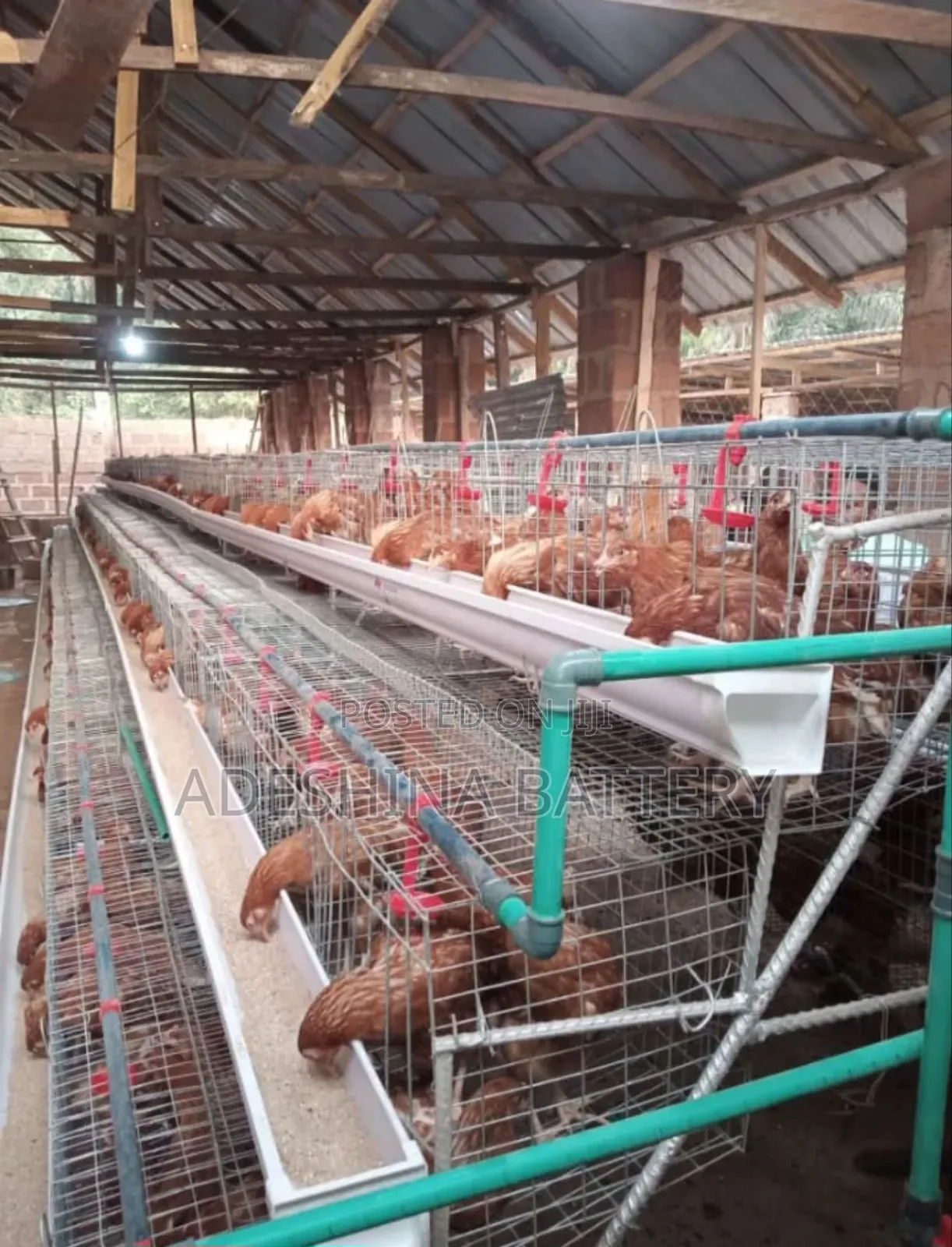 Battery Cages