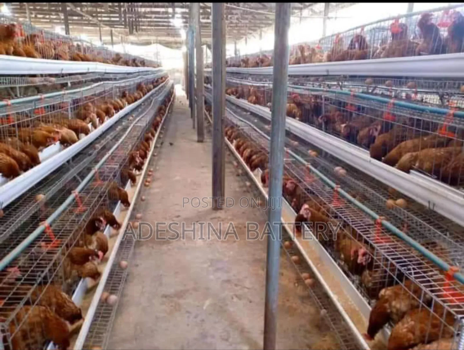 Battery Cages