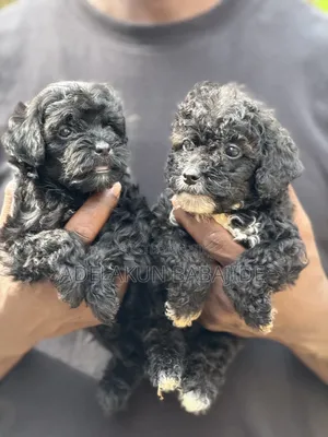 1-3 months Male Purebred Poodle