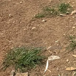 4 Plots of Virgin Land Available for Sale