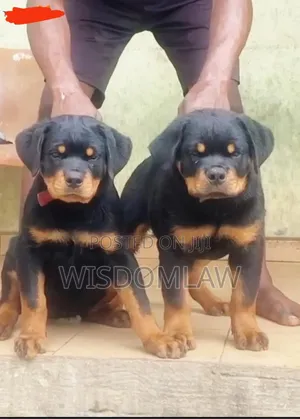 1-3 months Male Purebred Rottweiler
