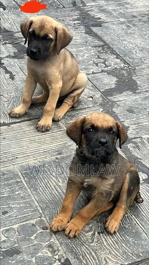 1-3 months Male Purebred Boerboel
