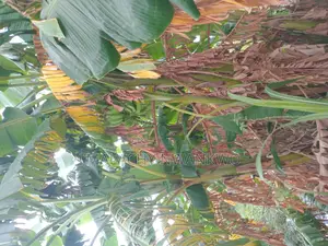 Plantain and Sucker