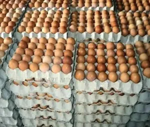 Fresh Eggs