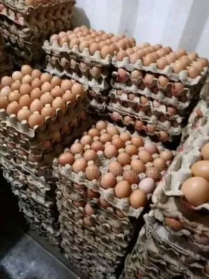 Fresh Eggs