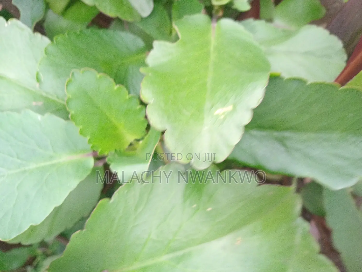 Miracle Leaf ( Abamoda)